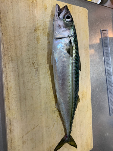 サバの釣果