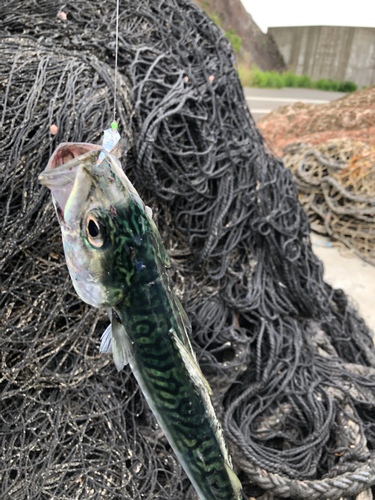 サバの釣果