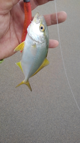 ショゴの釣果