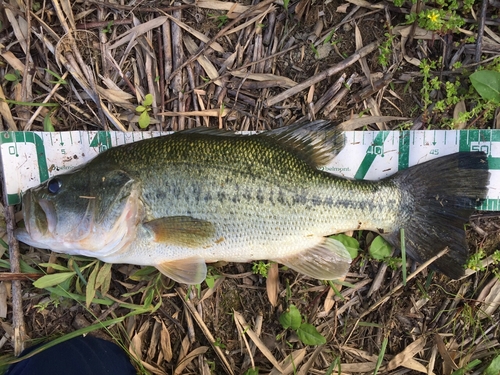 ブラックバスの釣果