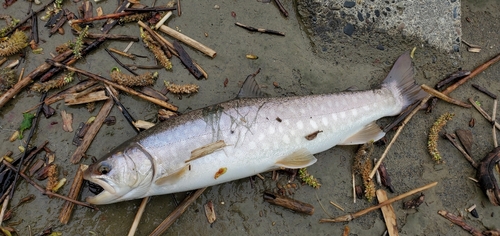 アメマスの釣果