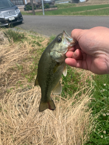 ラージマウスバスの釣果