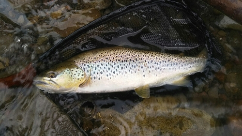 ブラウントラウトの釣果