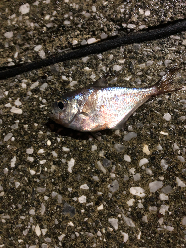 ミナミハタンポの釣果