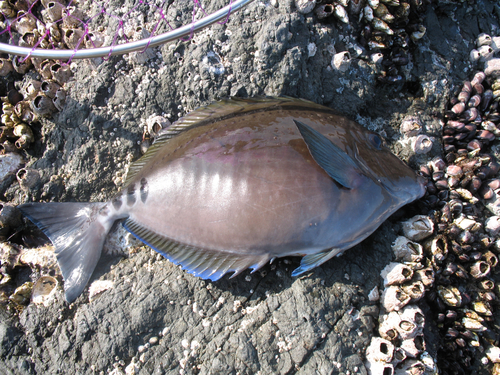 ニザダイの釣果