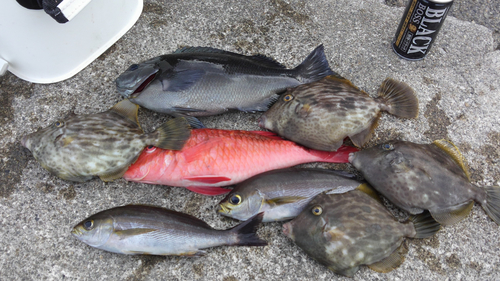 クチブトグレの釣果