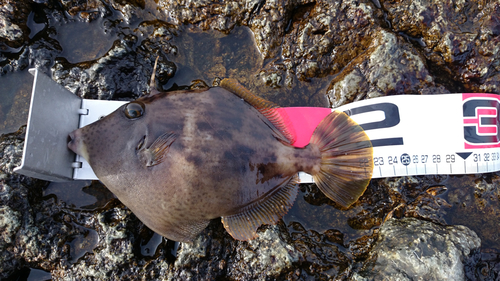 カワハギの釣果