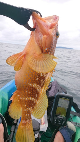 キジハタの釣果