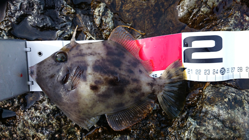 カワハギの釣果