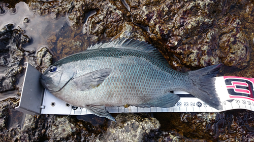 クチブトグレの釣果