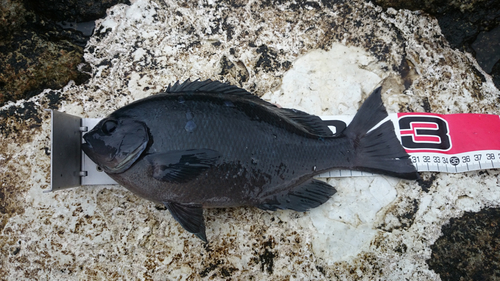 クチブトグレの釣果