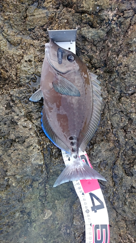 ニザダイの釣果