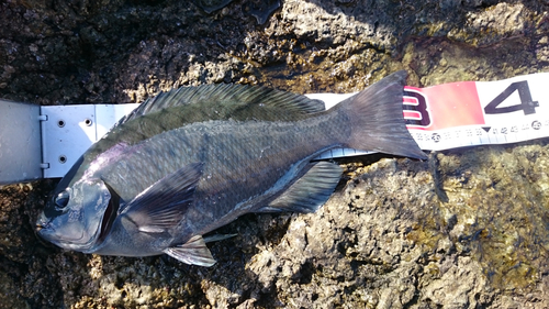 クチブトグレの釣果