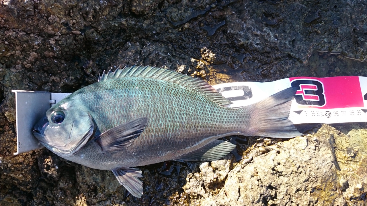 クチブトグレ