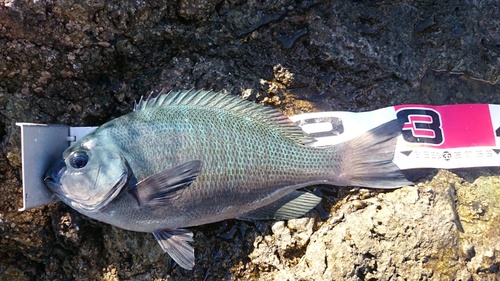 クチブトグレの釣果