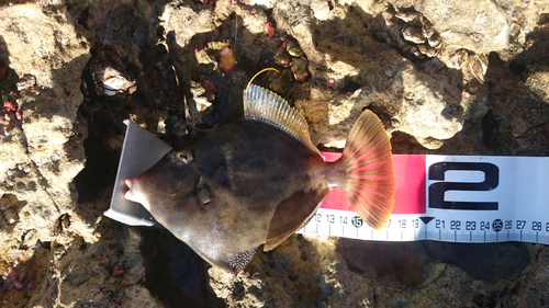 カワハギの釣果