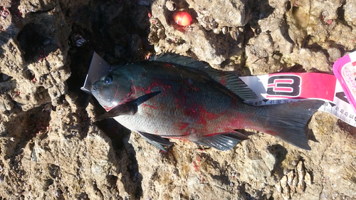 クチブトグレの釣果