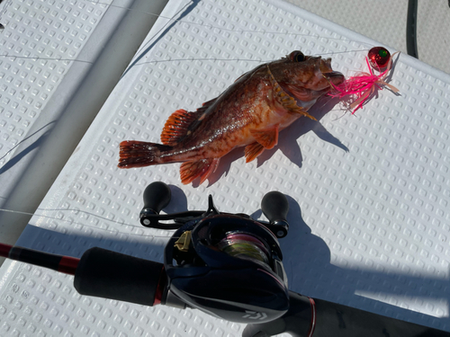 アラカブの釣果