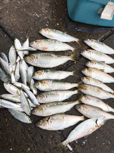 コノシロの釣果