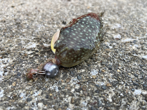 フグの釣果