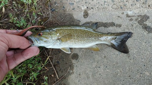 スモールマウスバスの釣果