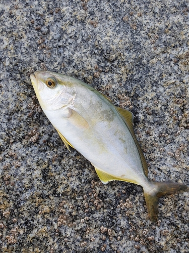 ショゴの釣果