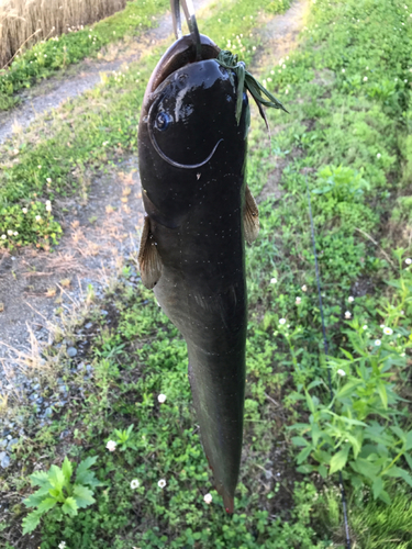 ナマズの釣果