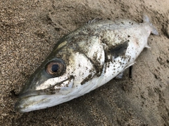 スズキの釣果