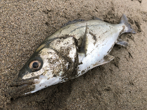 フッコ（マルスズキ）の釣果