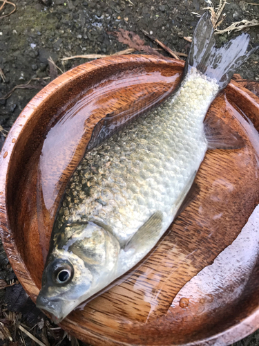 フナの釣果