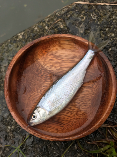 オイカワの釣果