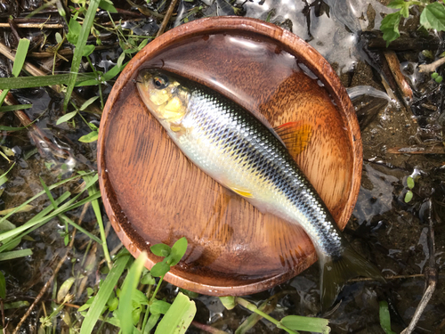 カワムツの釣果