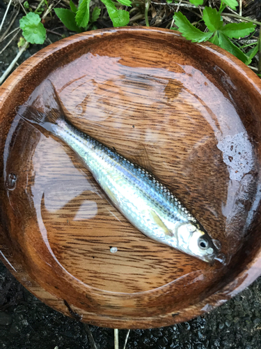 モロコの釣果