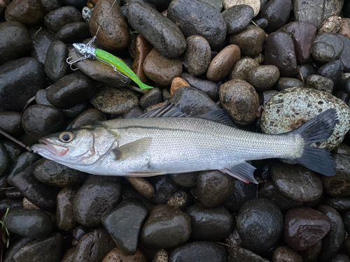 セイゴ（マルスズキ）の釣果