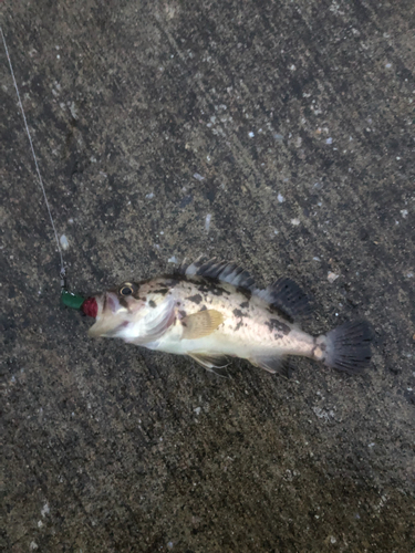 タケノコメバルの釣果