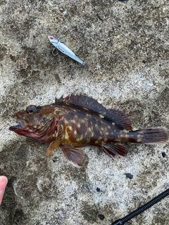 カサゴの釣果