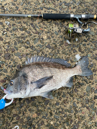 クロダイの釣果