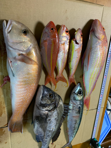 シロアマダイの釣果