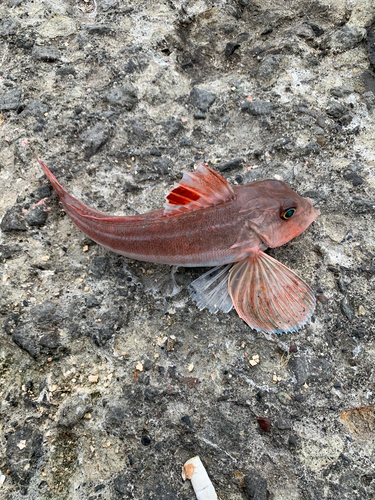 カナガシラの釣果