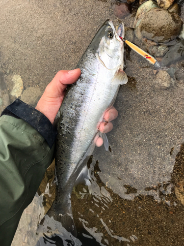 ヤマメの釣果