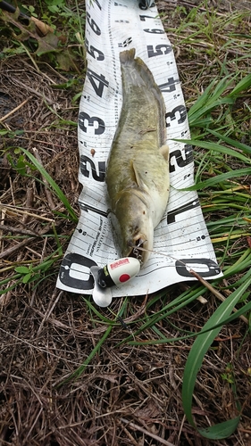 ナマズの釣果