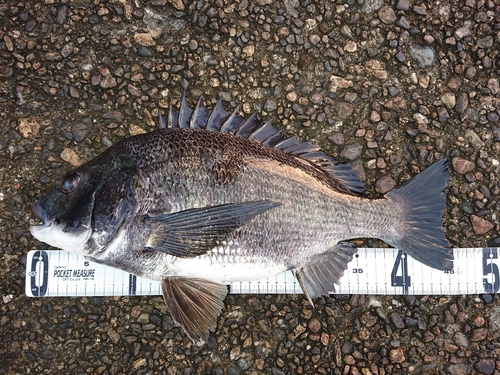 クロダイの釣果