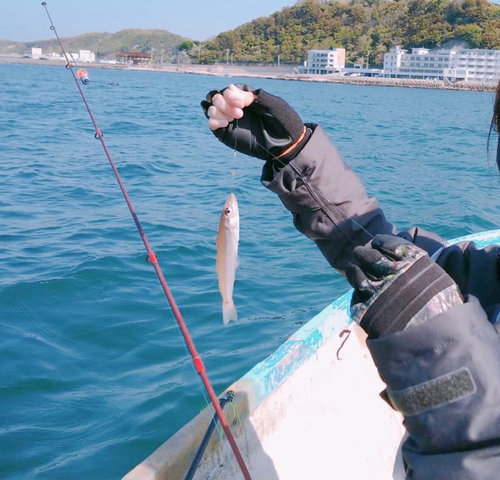 キスの釣果