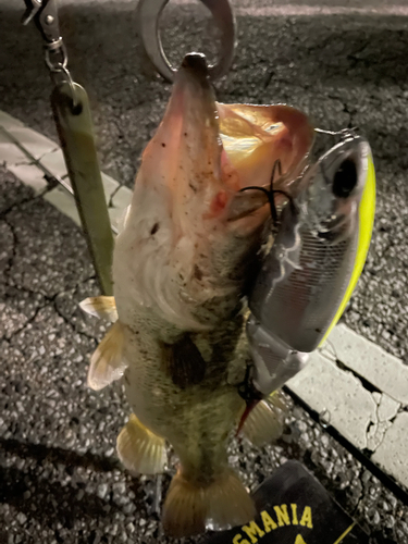 ブラックバスの釣果