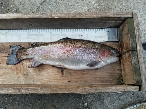 ニジマスの釣果