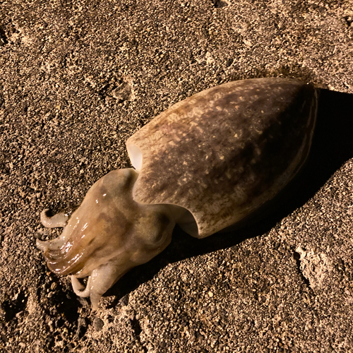 コウイカの釣果