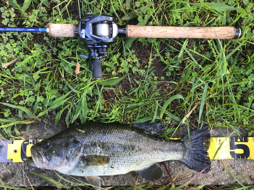 ブラックバスの釣果