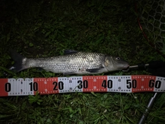ニゴイの釣果