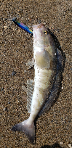 ホッケの釣果