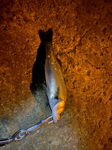 セイゴ（マルスズキ）の釣果